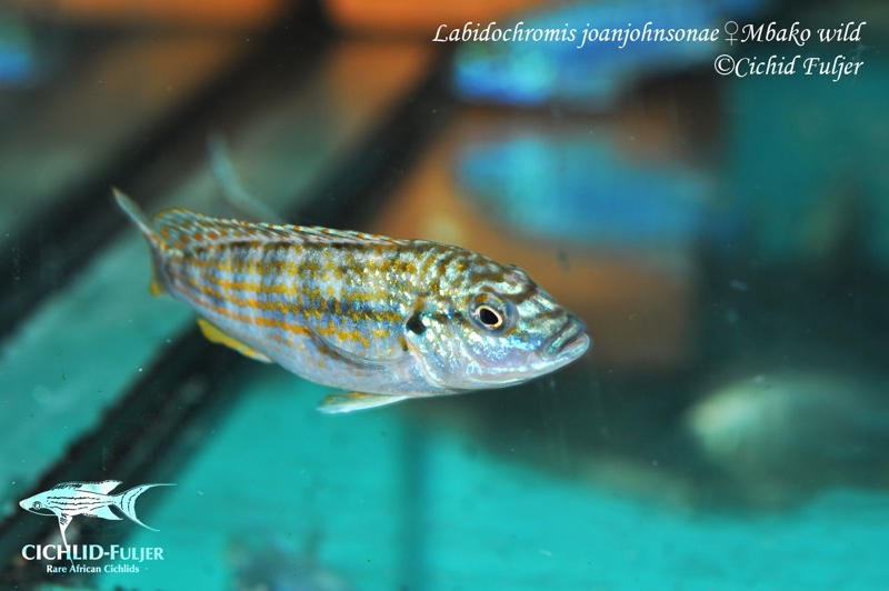 Labidochromis joanjohnsonae 'Mbako Bay'